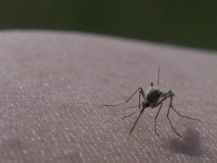 a mosquito sits on someones arm