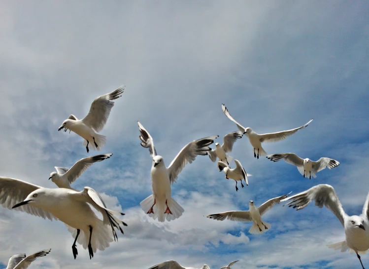 a bunch of seagulls that are flying through the air