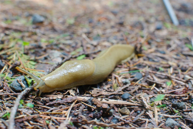 a slug slug is laying on the ground with brown dirt