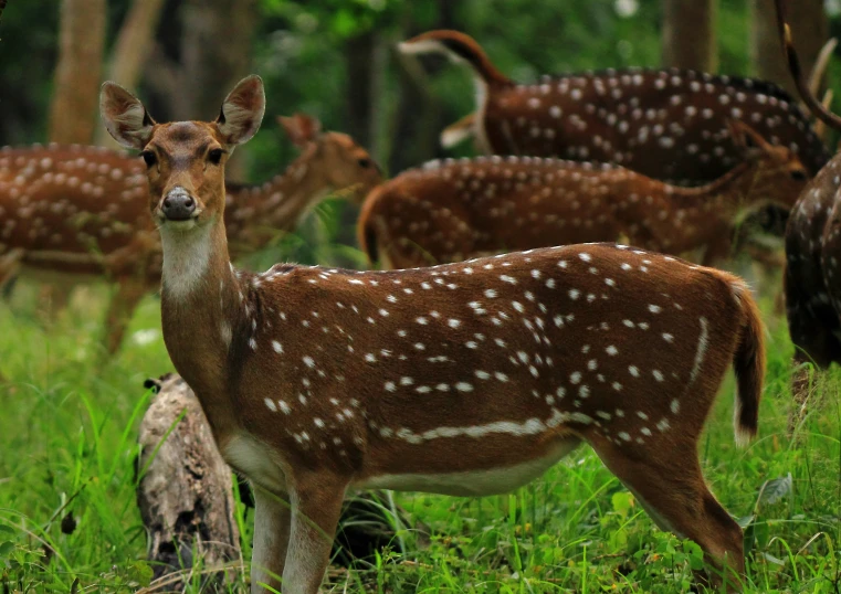 a group of deer stand in tall grass