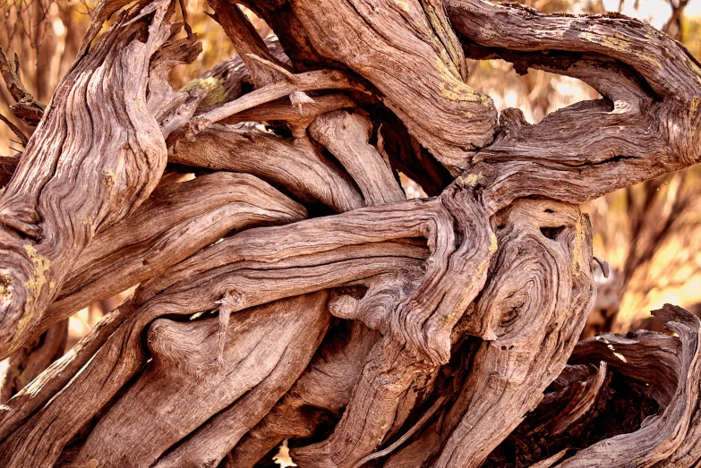 a tree trunk is twisted up into several different pieces