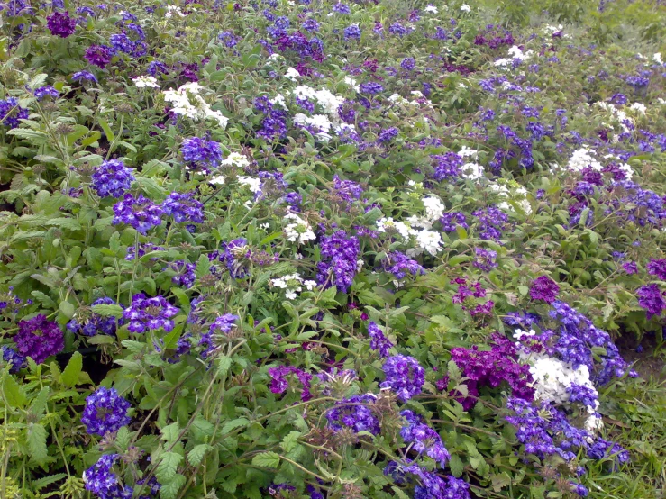 a large field full of purple, white and purple flowers