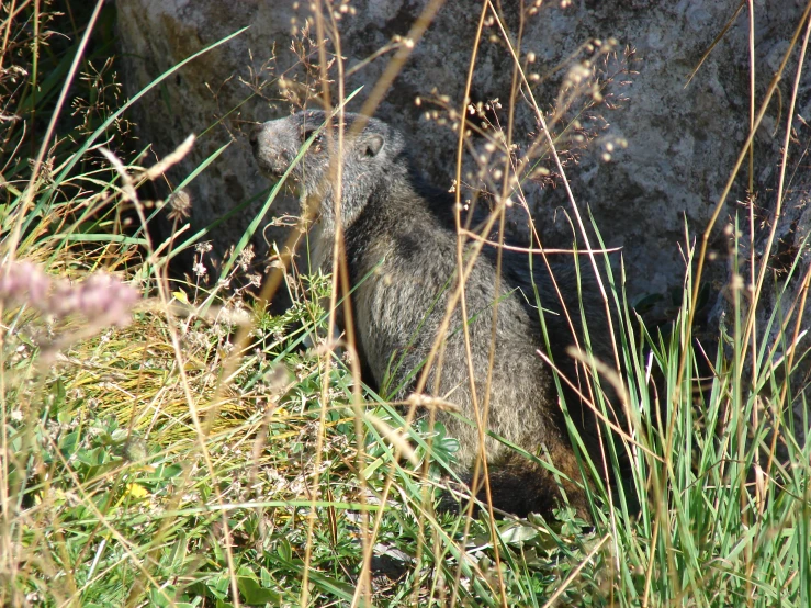 a gray and black animal standing in tall grass