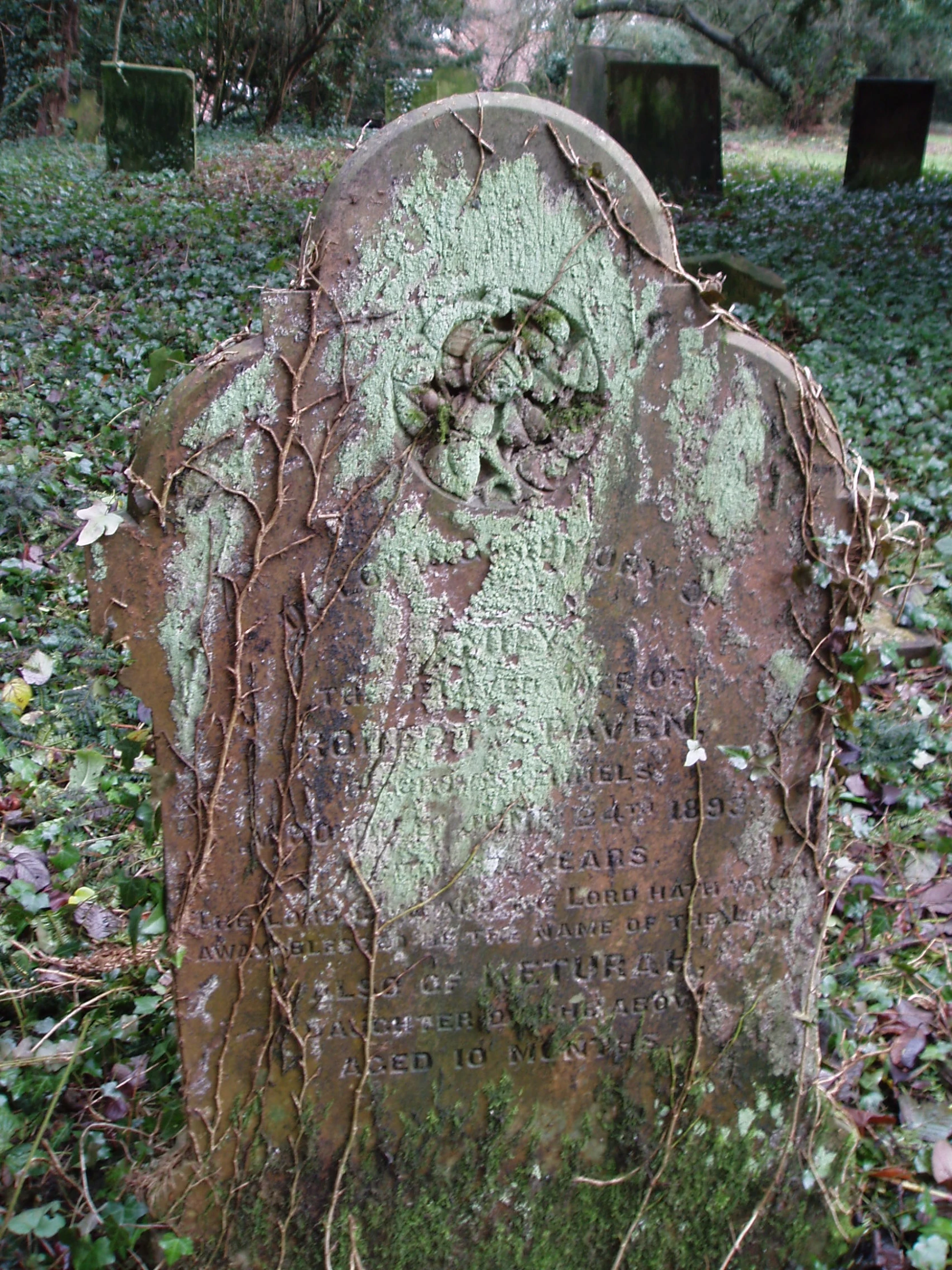 a green grave sitting in some kind of patch of grass