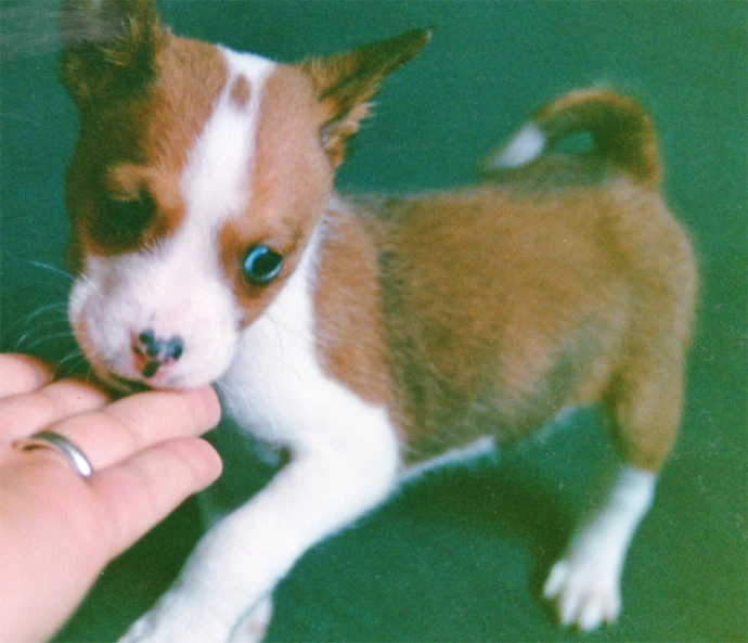 a small dog eating food out of its human hand