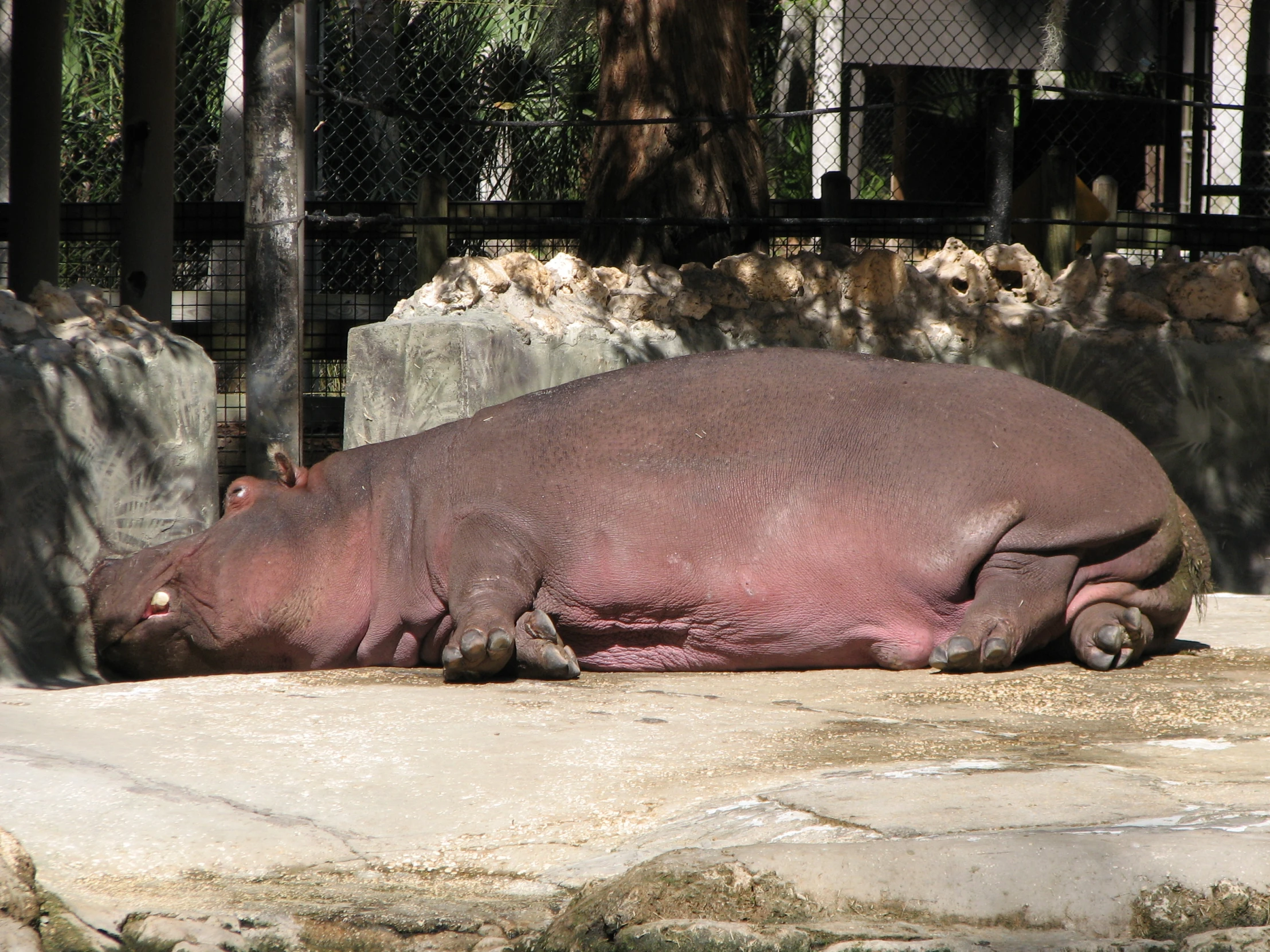 a hippo laying on top of dirt in a zoo exhibit