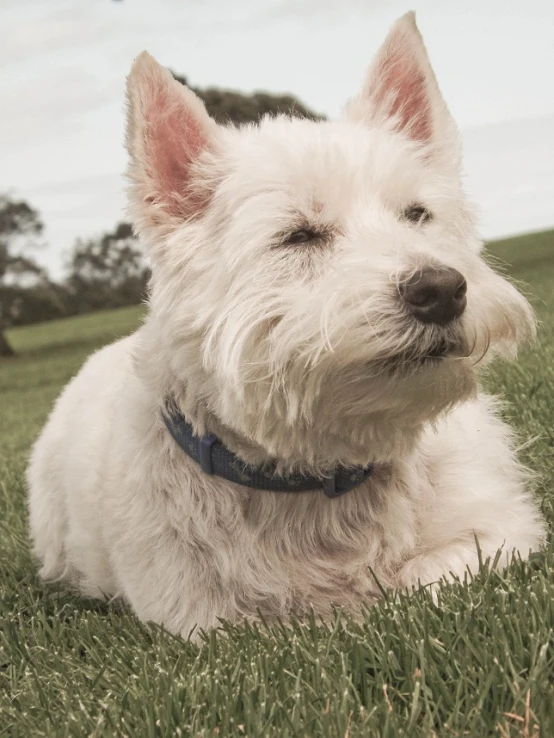 a small white dog laying in a green grass covered field