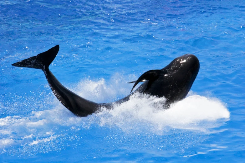 a black dolphin with its legs in the water