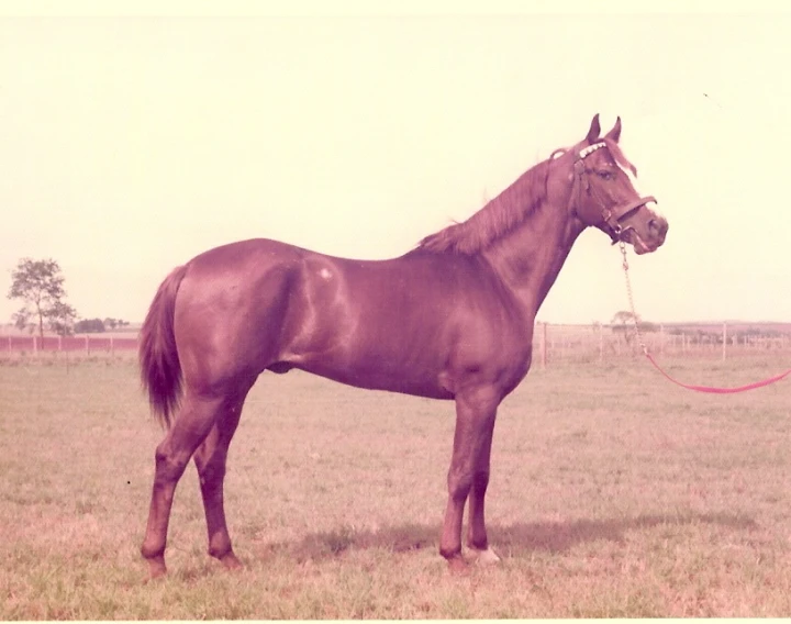 a horse with id standing in a field