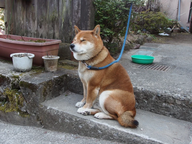 a brown dog sitting on a step with his leash up to its neck