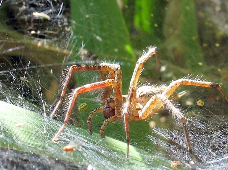 a large spider crawling on top of a leaf