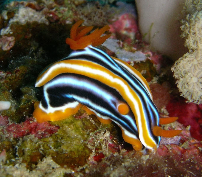 black and yellow striped fish laying on the reef