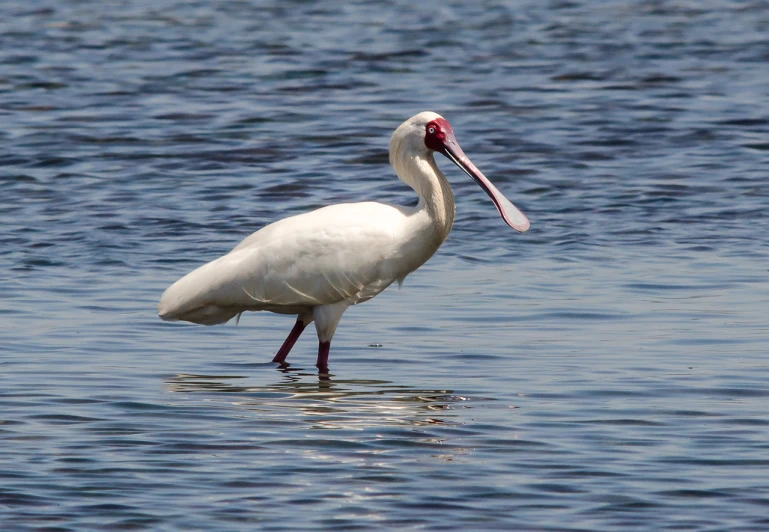 a large white bird with a long neck stands in the water