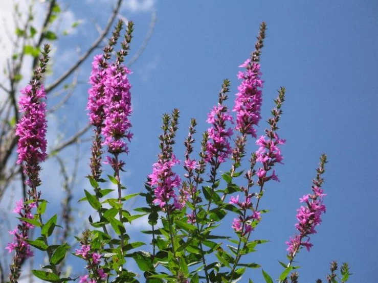 flowers growing out of the ground against a blue sky