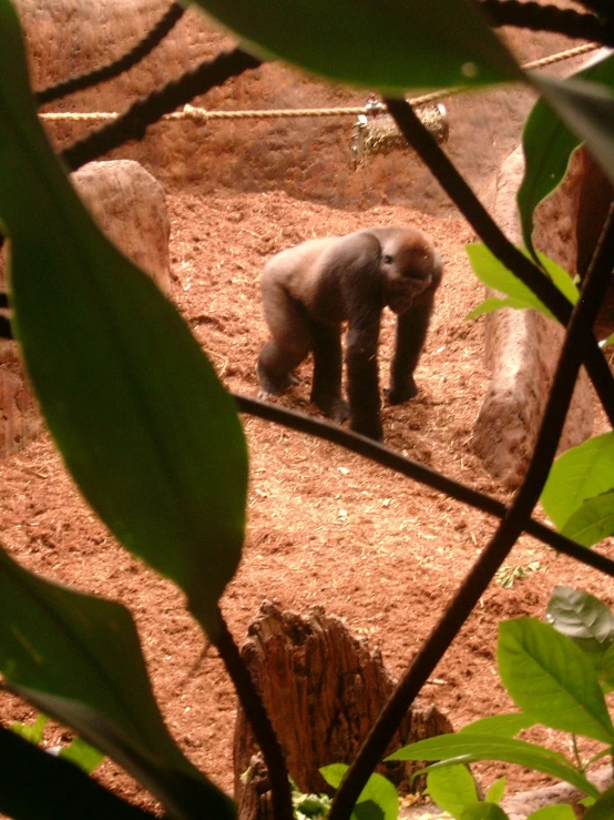 a baby elephant stands in the dirt looking at soing