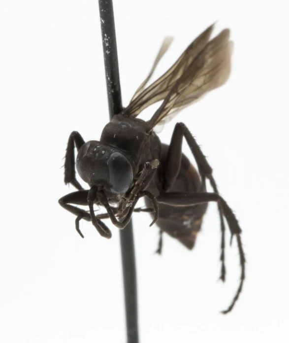 a close up view of an insect on a plant