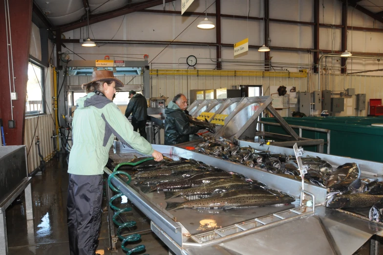 a worker arranges fish in the factory