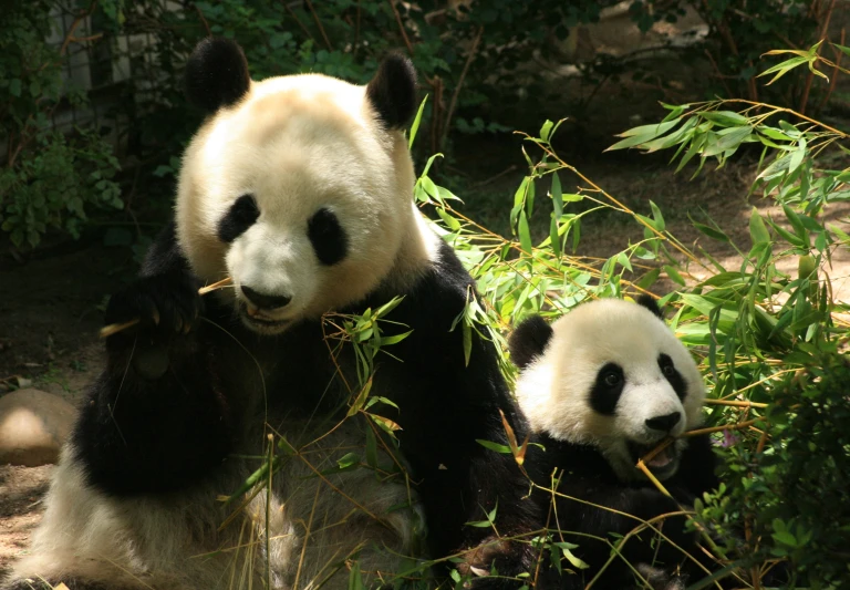 the two panda bears are sitting and eating leaves