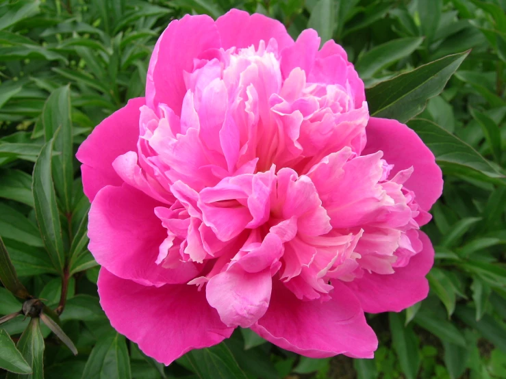 large bright pink flower with green leaves and dark foliage