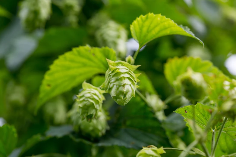 a close up of a leafy tree with many flowers