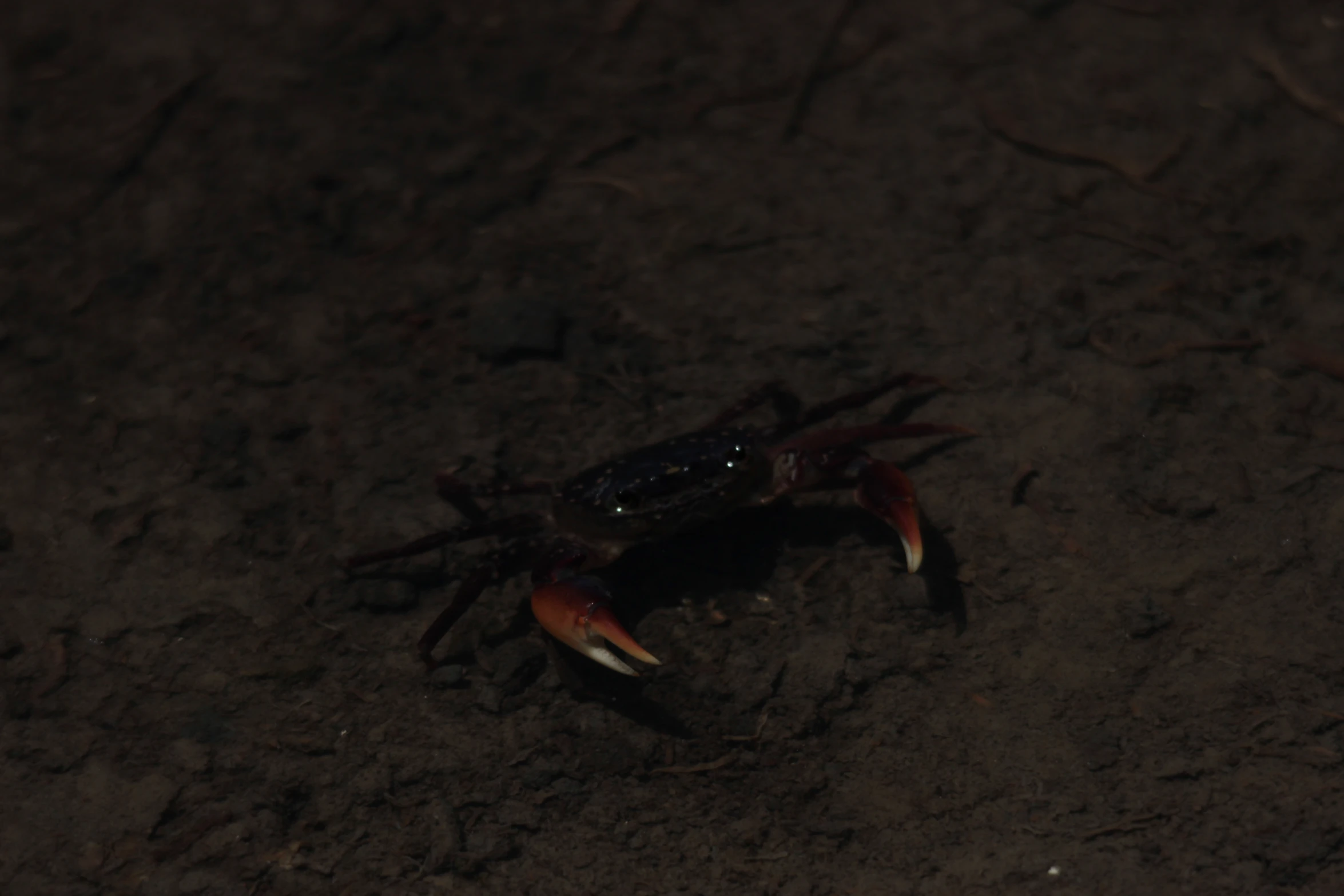 crab crawling on the ground in a dark environment