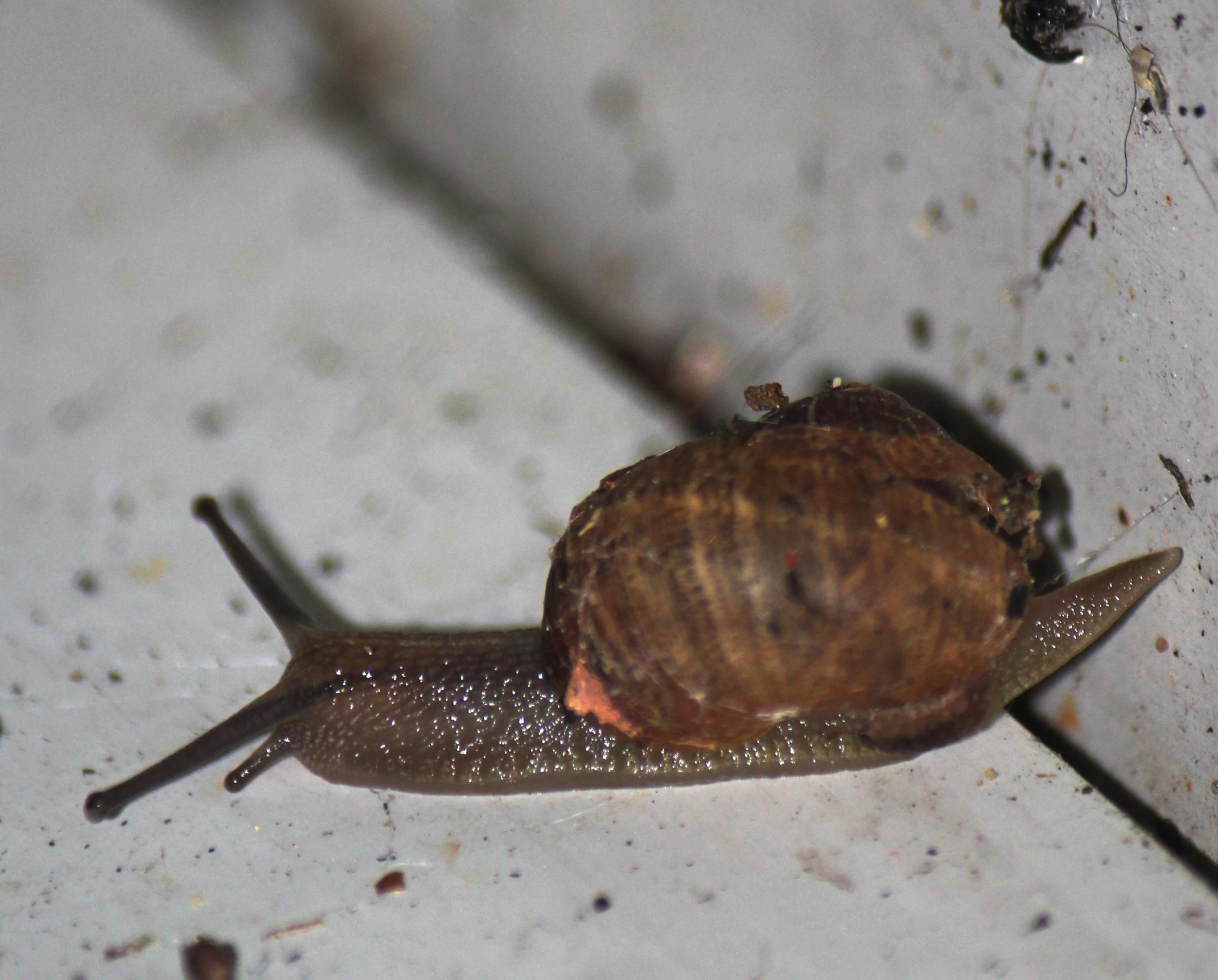 a snail crawls on top of white tile