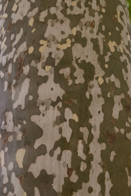 camouflage print cloth dd around an edge of a tree