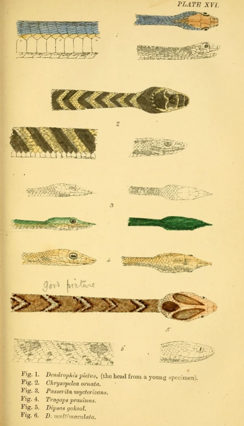 a book with many different kinds of fish and their different sizes