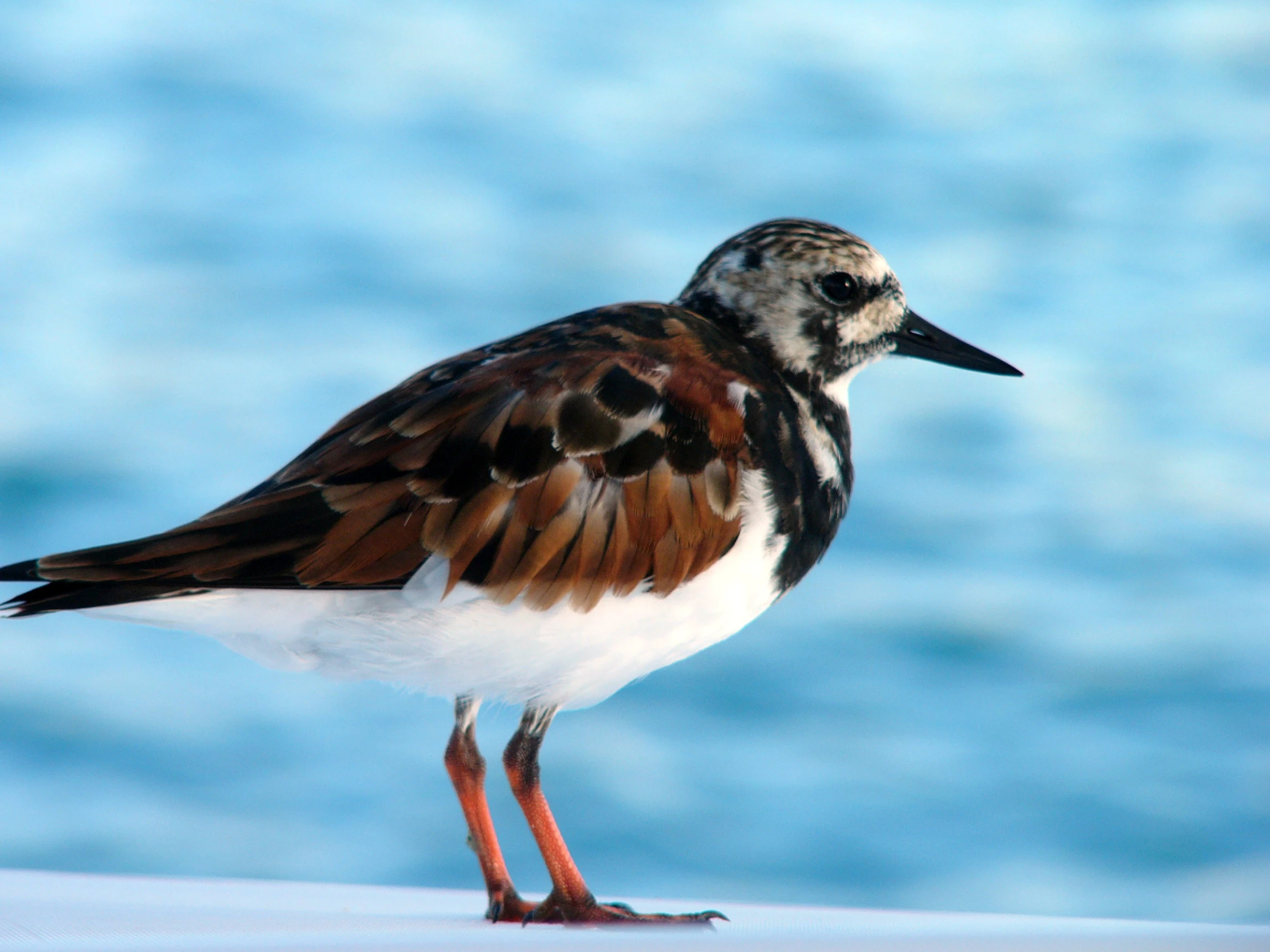 a bird that is sitting down by water