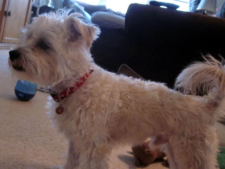 there is a small dog standing on the carpet