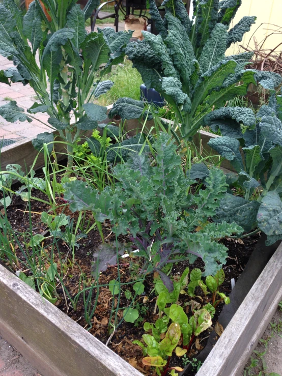 an open raised garden bed with several vegetables in it