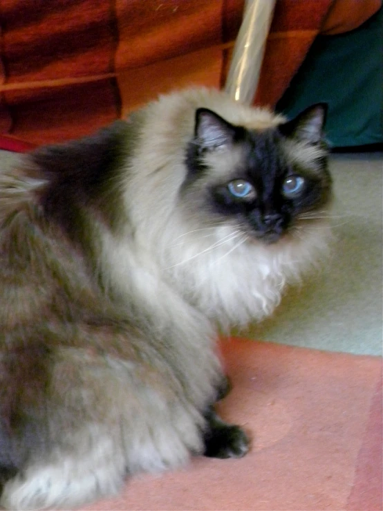 a fluffy cat laying on the floor next to furniture