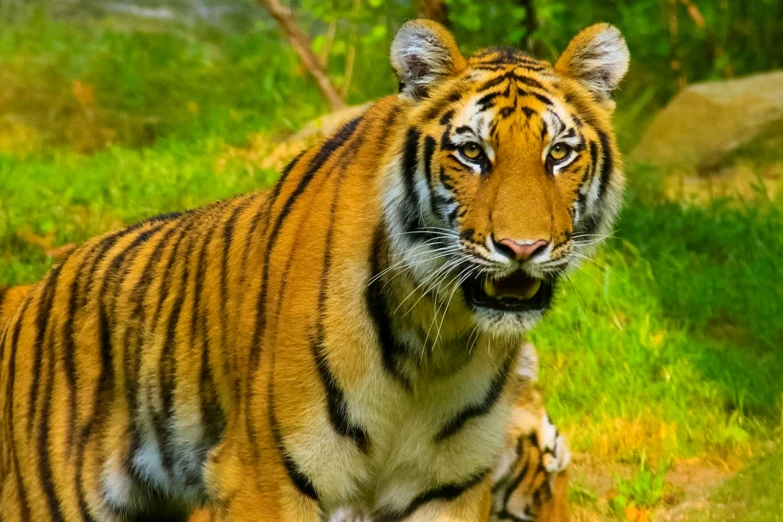 a close up of a tiger on grass with trees in the background