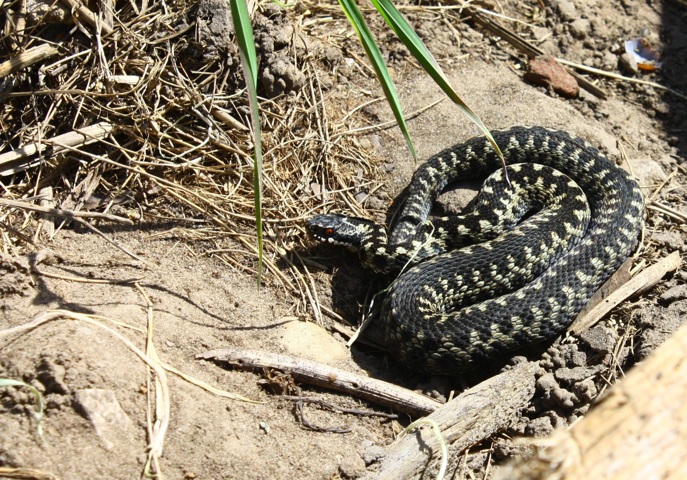 a snake is sitting in the sand on the ground