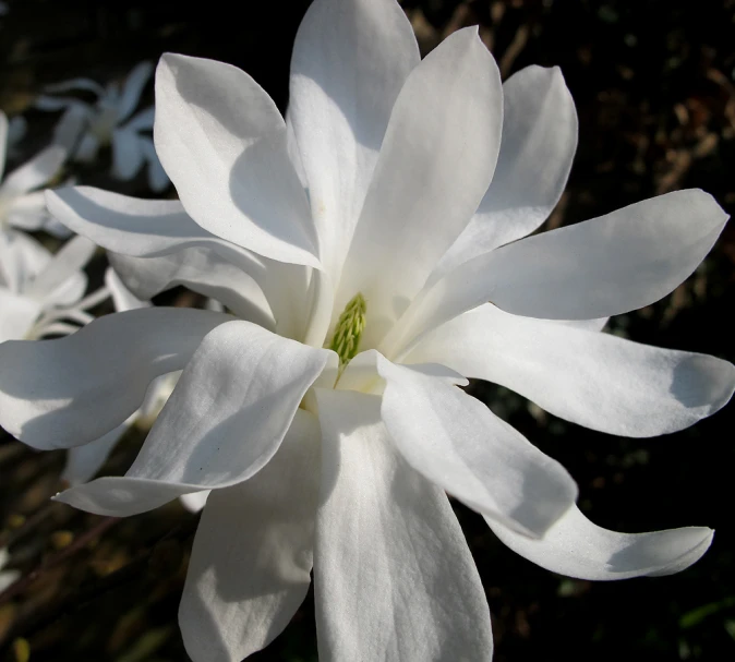 a large white flower that is blooming in a yard