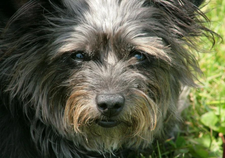 a small, gy dog looks at the camera while standing in some grass