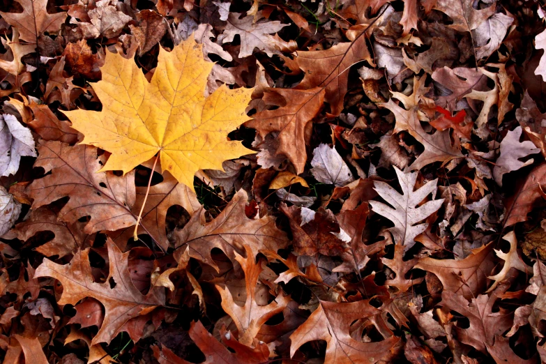 a yellow leaf on some brown and white leaves