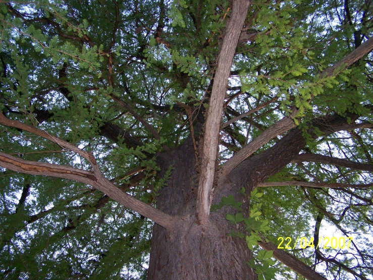 looking up at a tall tree in the daytime