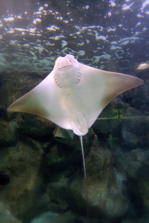 a very large white fish under water