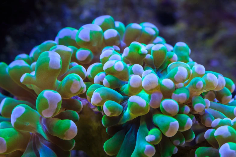 a group of green and white sea anemonas