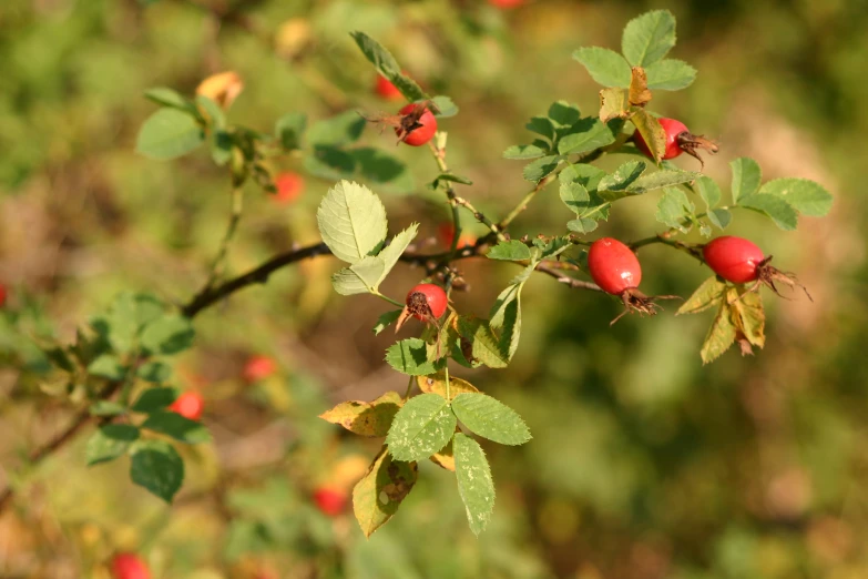 a berry bush is filled with red berries