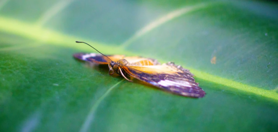 a close up of a bug on top of a leaf