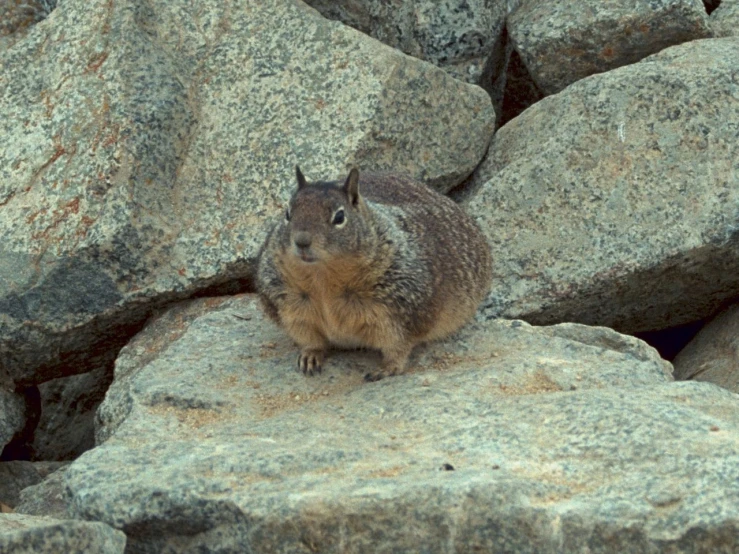 a small animal sits on a big rock