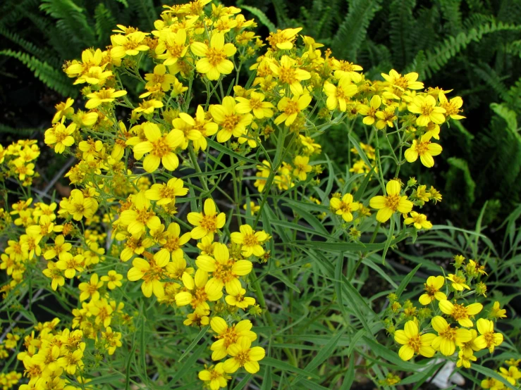 yellow flower bush with a few tiny yellow flowers in the middle