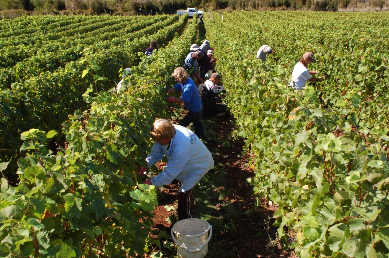 a group of people picking plants in a field