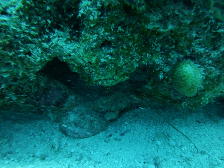 a view of an underwater plant with green splots and other things