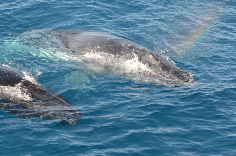 two dolphins swim close to each other and their noses are splayed