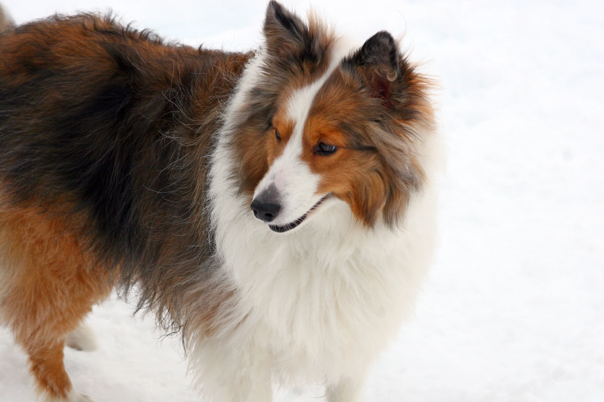 the small dog is standing in the snow