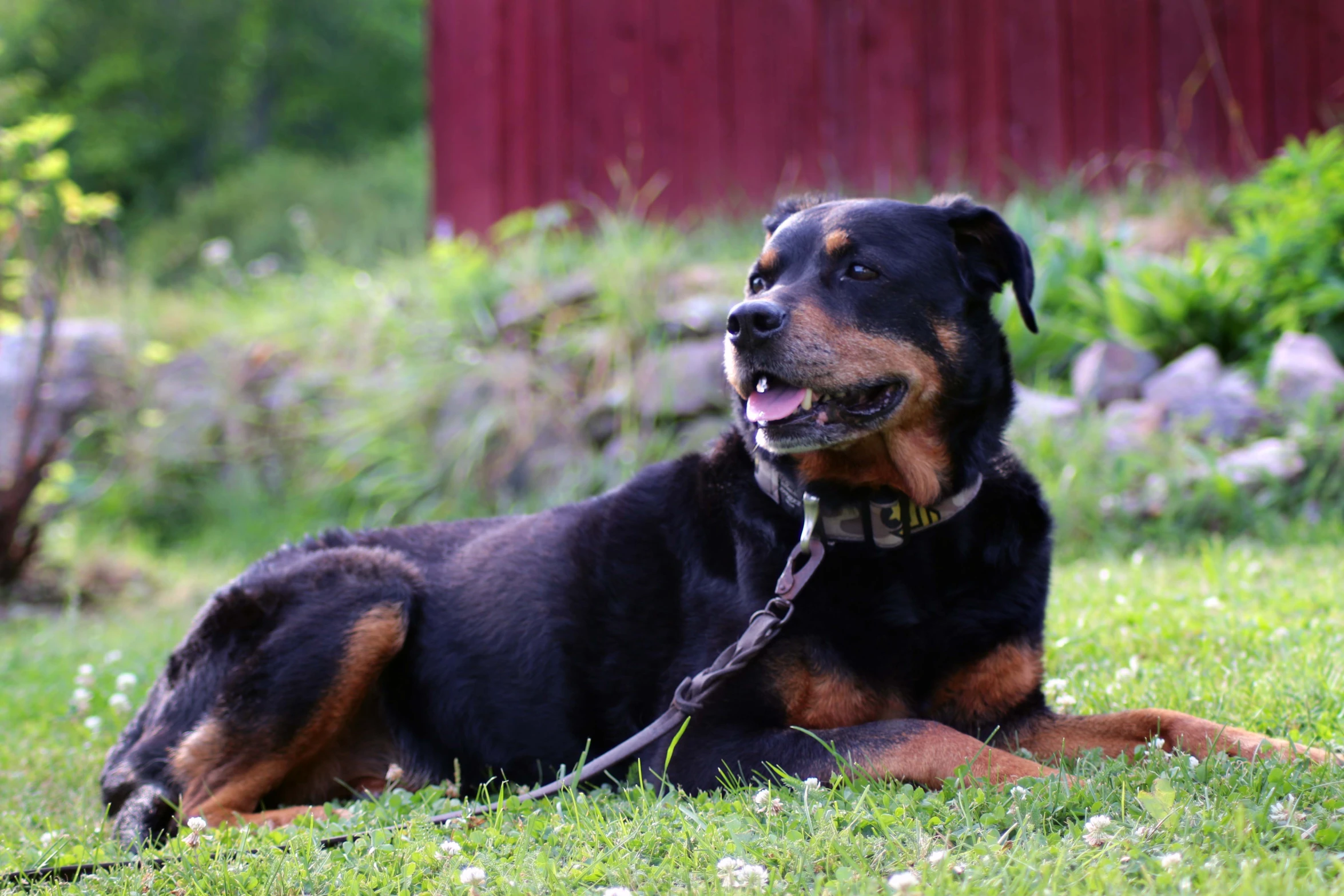 a large black and brown dog with a leash on