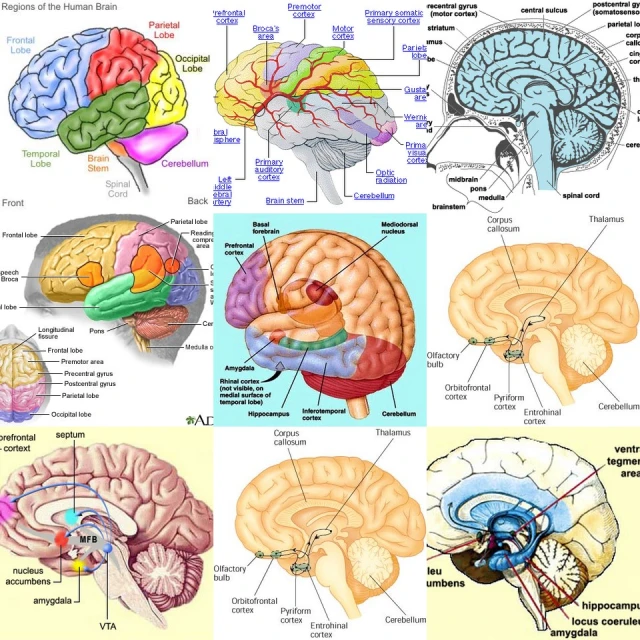 the parts of the in and their functions